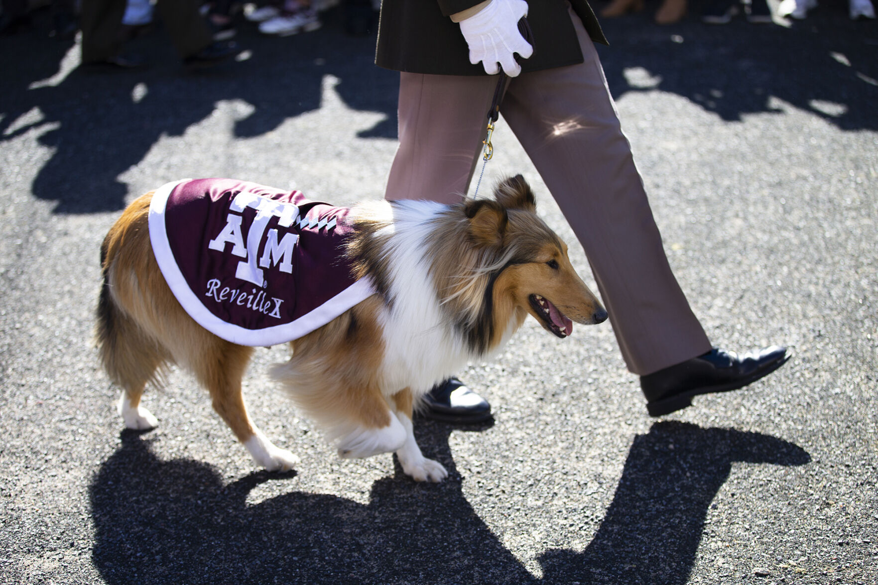Reveille X